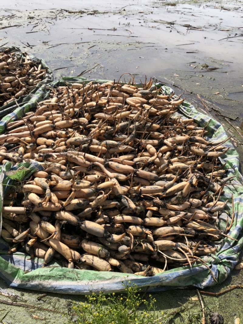 洪湖粉藕种.洪湖莲藕苗.湖北粉藕种苗.野藕种苗.沔城藕种