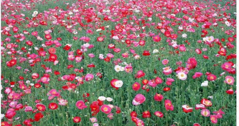 冰岛虞美人种子，多年生四季易种植花卉种子庭院绿化景观绿化