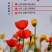 冰岛虞美人种子，多年生四季易种植花卉种子庭院绿化景观绿化