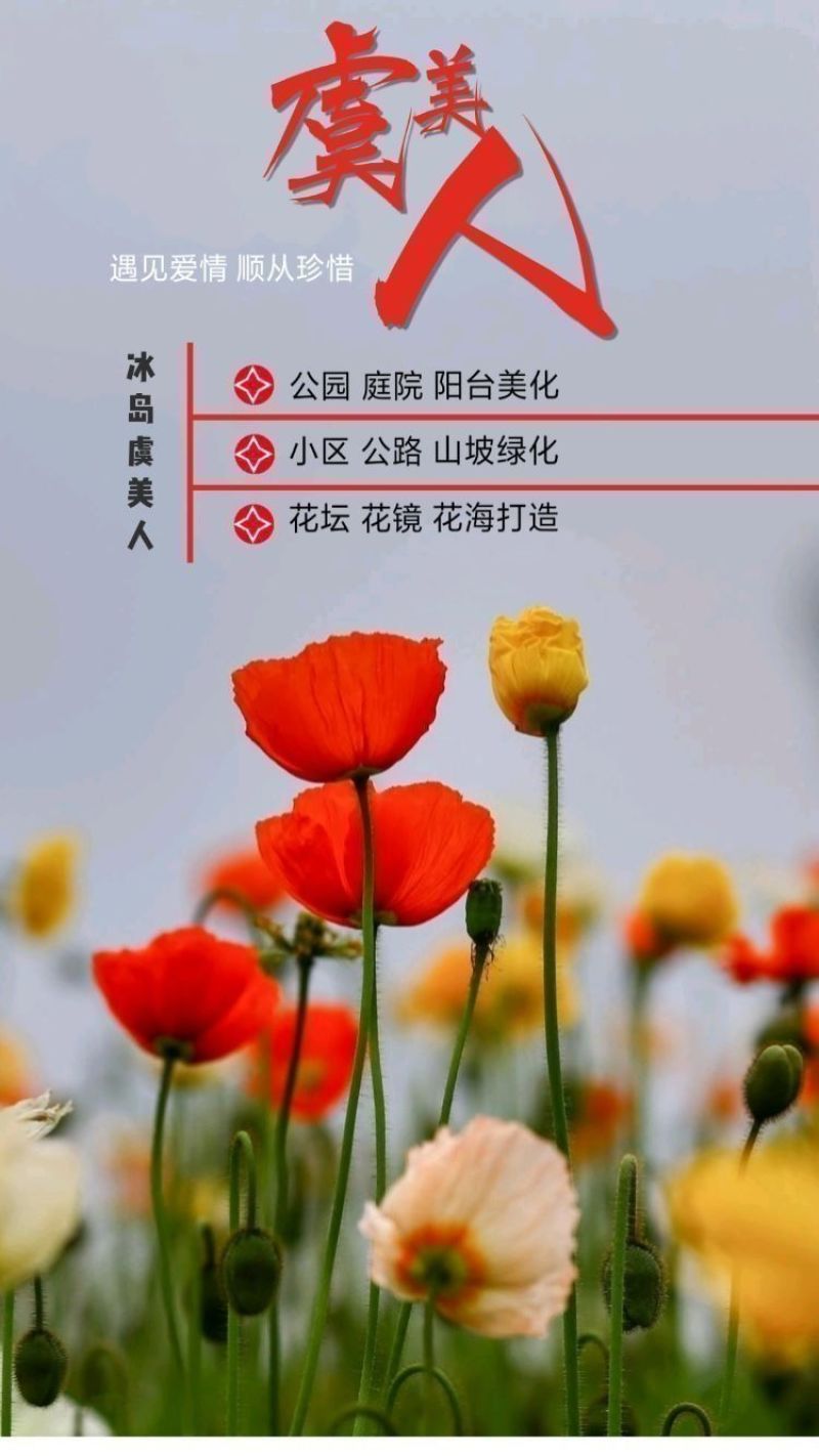 冰岛虞美人种子，多年生四季易种植花卉种子庭院绿化景观绿化
