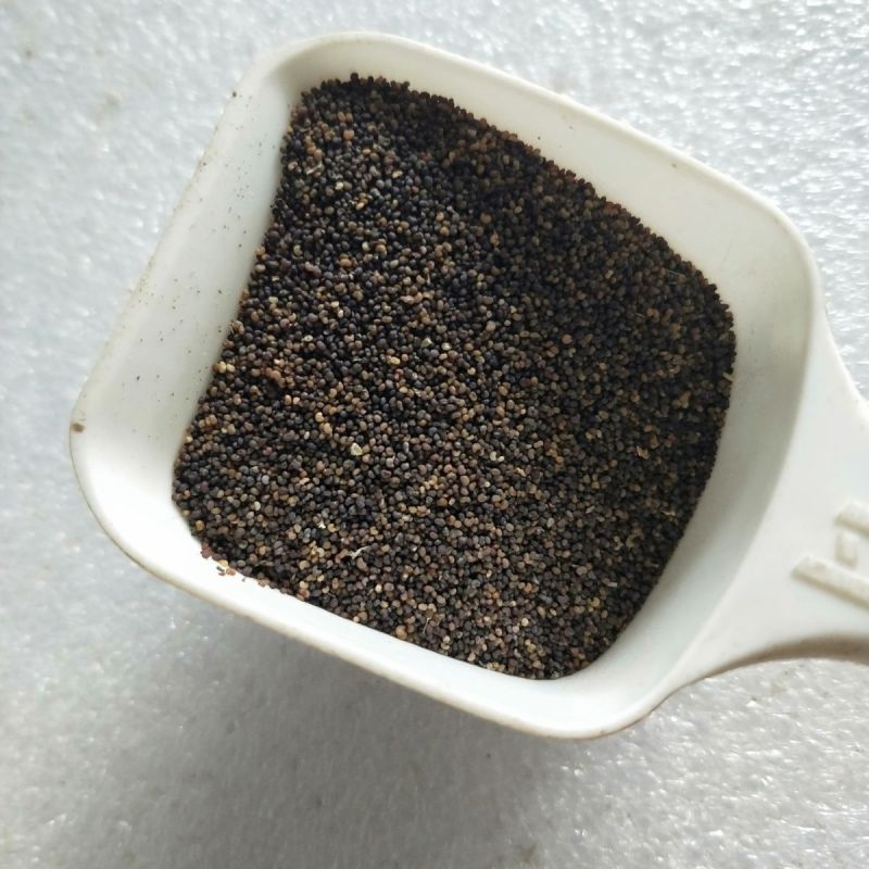 冰岛虞美人种子，多年生四季易种植花卉种子庭院绿化景观绿化