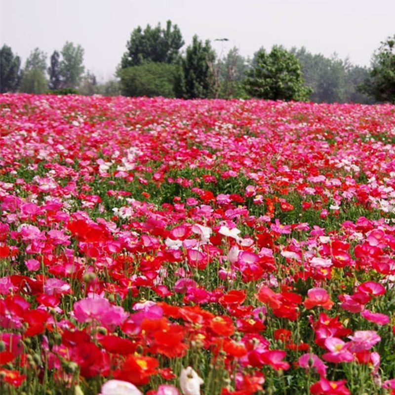 冰岛虞美人种子，多年生四季易种植花卉种子庭院绿化景观绿化