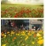 冰岛虞美人种子，多年生四季易种植花卉种子庭院绿化景观绿化