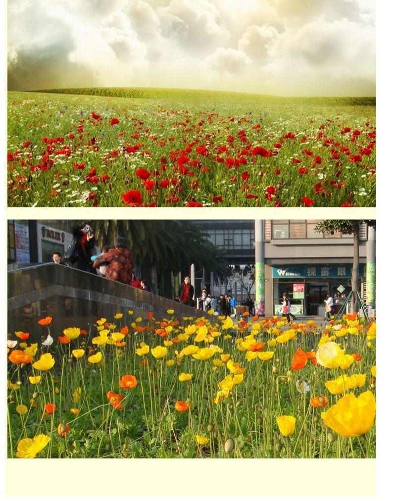 冰岛虞美人种子，多年生四季易种植花卉种子庭院绿化景观绿化