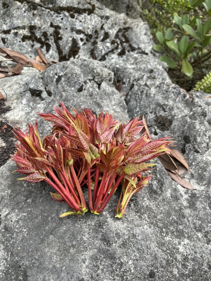 贵州野生头茬红油香椿芽露天野生香椿头茬可走量可代发