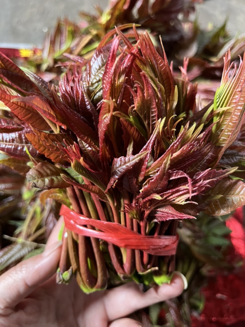 贵州野生头茬红油香椿芽露天野生香椿头茬可走量可代发