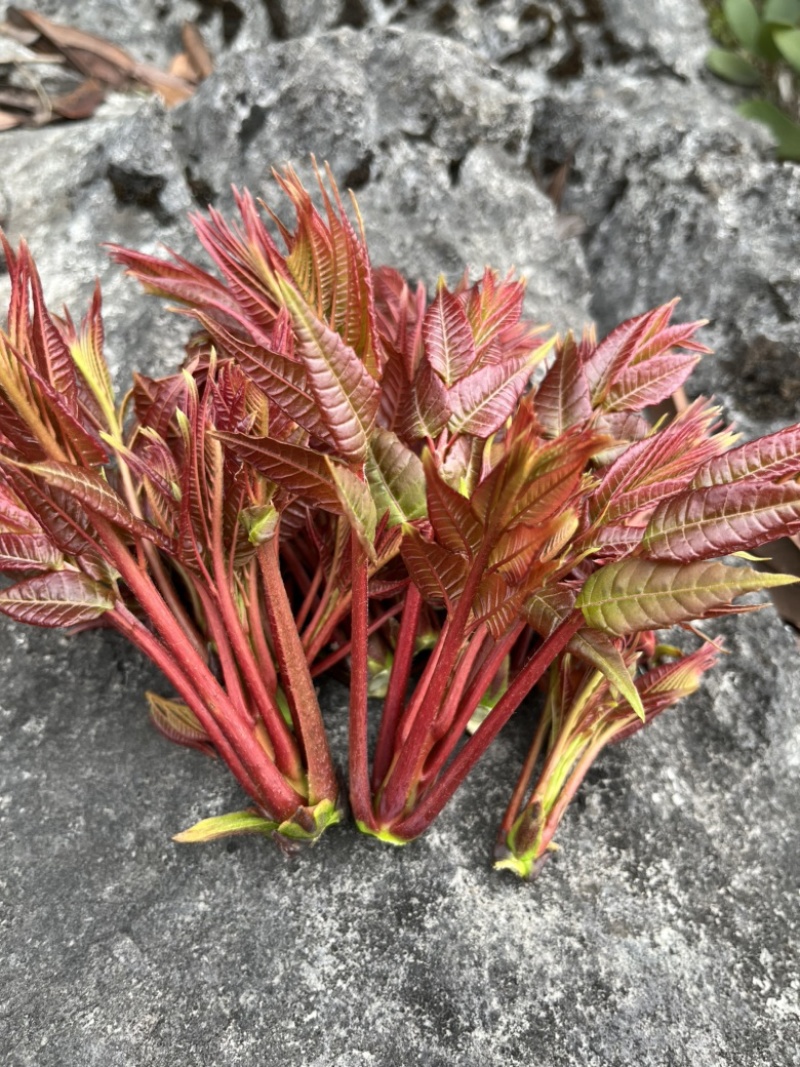 贵州野生头茬红油香椿芽露天野生香椿头茬可走量可代发