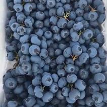 海南蓝莓一手货源产地直发价格欢迎致电