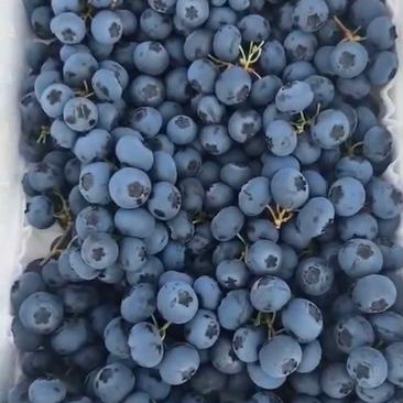 海南蓝莓一手货源产地直发价格优惠欢迎致电