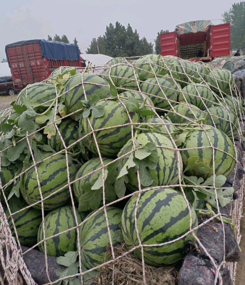 精品美都西瓜美都麒麟瓜包熟包甜量大从优全国发货