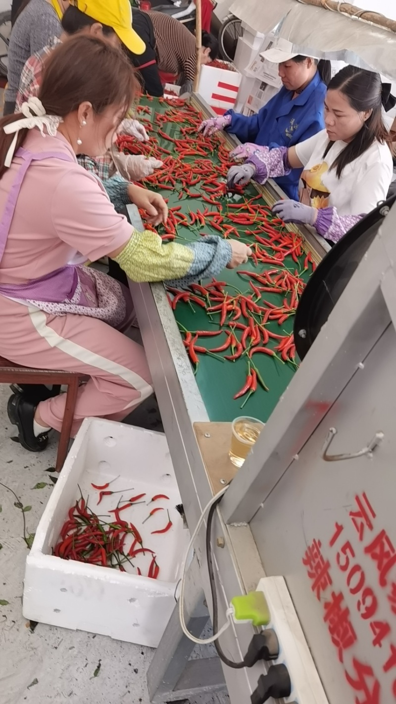 广西玉林博白县精品小米辣现有35万斤现货
