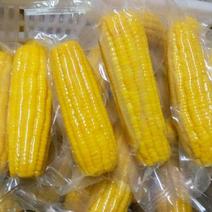 冷冻玉米〈带皮〉，真空玉米〈裸包〉大量有货，价格便宜。