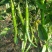 豫艺鲜辣二号辣椒种子线椒长条辣椒种籽香辣味浓大田高产蔬菜
