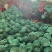 陕西无籽西瓜美都西瓜大量上市品质保证质量三包欢迎合作