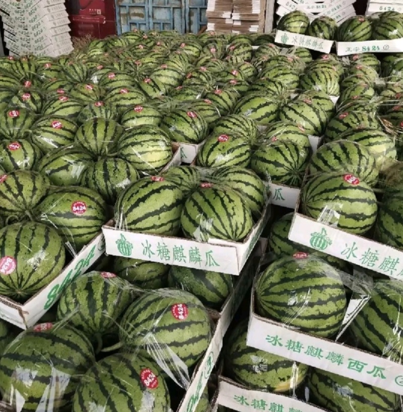 陕西无籽西瓜美都西瓜大量上市品质保证质量三包欢迎合作