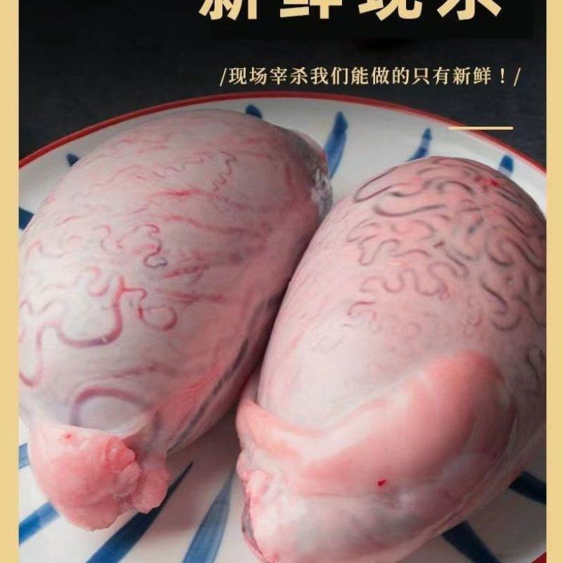 正宗高原黄牛鞭一鞭二蛋精修去油速冻保鲜餐饮直供