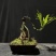 迷你罗汉松#让绿植点亮生活的光#花卉绿植#三农