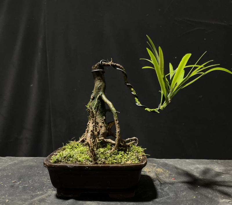 迷你罗汉松#让绿植点亮生活的光#花卉绿植#三农