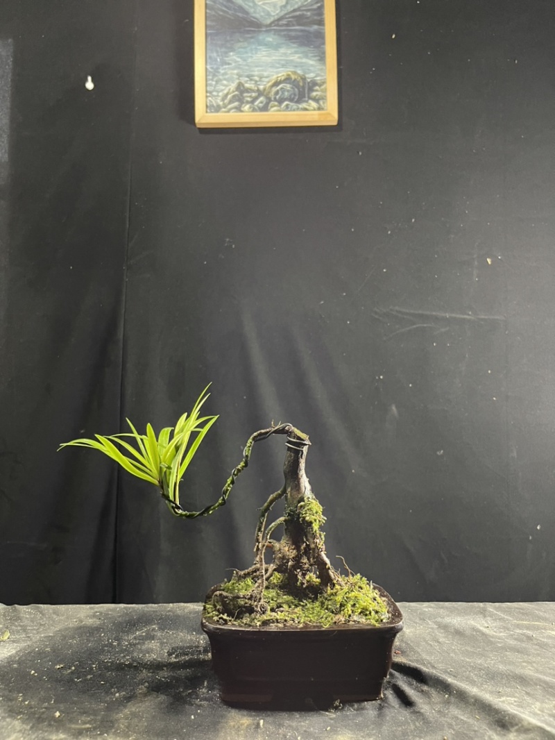 迷你罗汉松#让绿植点亮生活的光#花卉绿植#三农