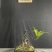 迷你罗汉松#让绿植点亮生活的光#花卉绿植#三农