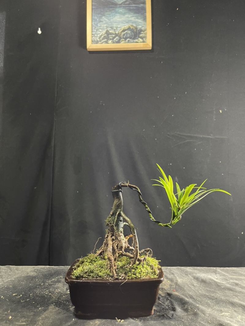 迷你罗汉松#让绿植点亮生活的光#花卉绿植#三农