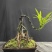 迷你罗汉松#让绿植点亮生活的光#花卉绿植#三农