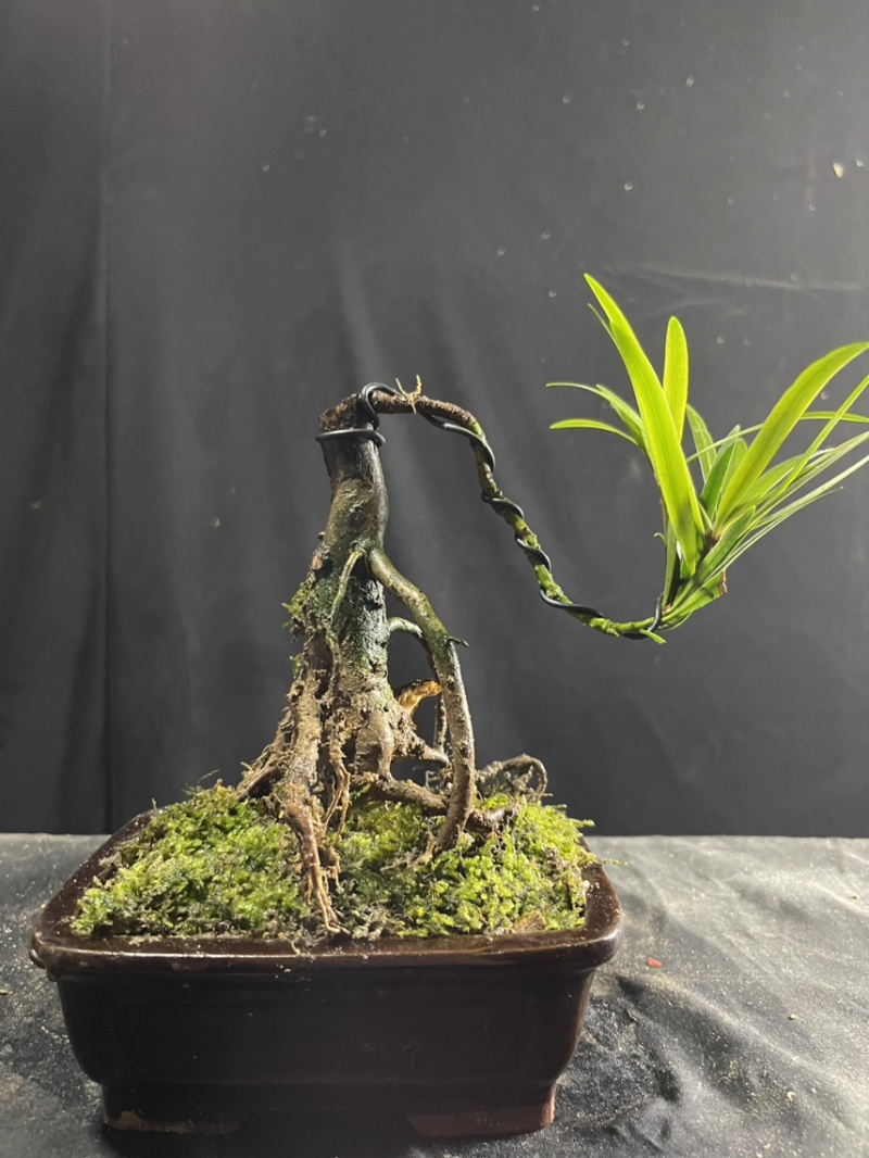 迷你罗汉松#让绿植点亮生活的光#花卉绿植#三农