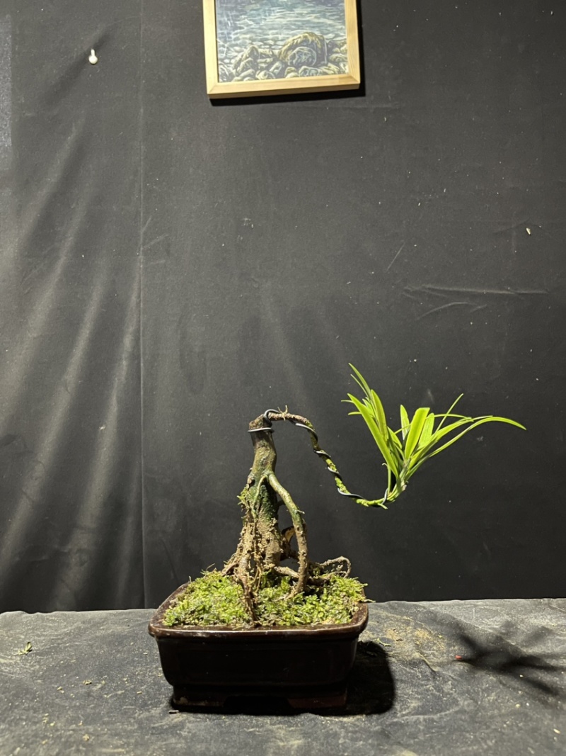 迷你罗汉松#让绿植点亮生活的光#花卉绿植#三农