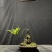 迷你罗汉松#让绿植点亮生活的光#花卉绿植#三农