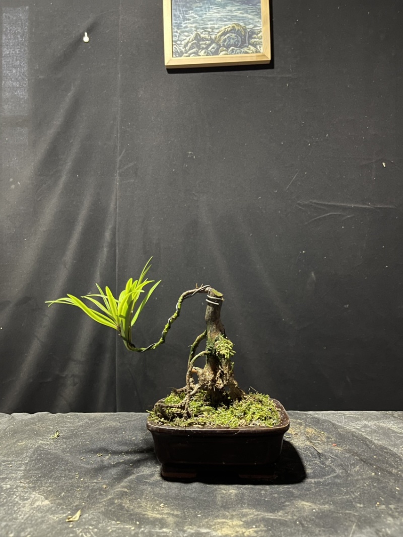迷你罗汉松#让绿植点亮生活的光#花卉绿植#三农