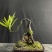迷你罗汉松#让绿植点亮生活的光#花卉绿植#三农