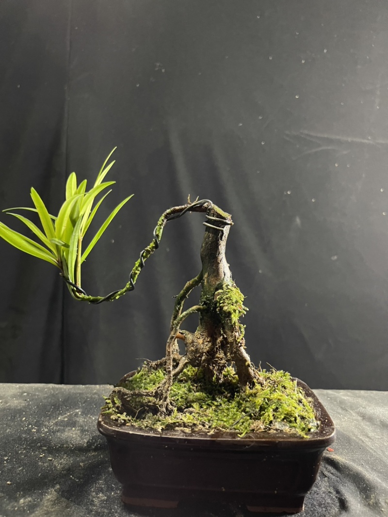 迷你罗汉松#让绿植点亮生活的光#花卉绿植#三农