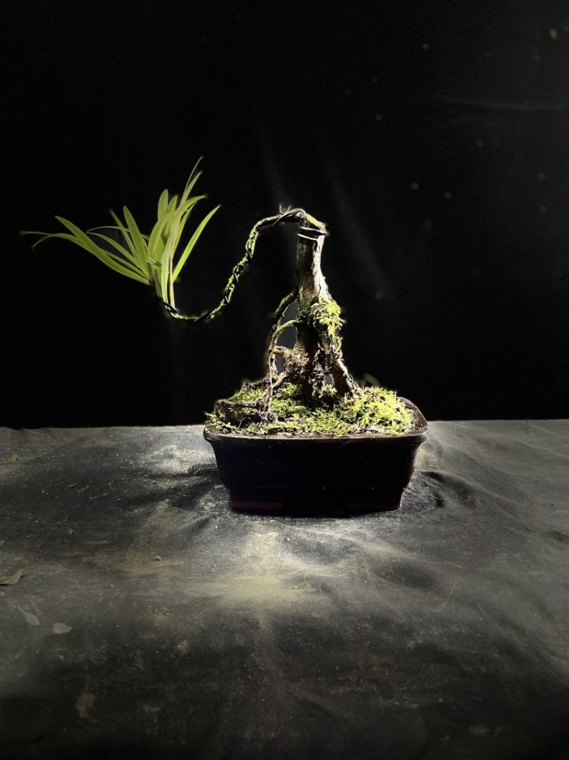 迷你罗汉松#让绿植点亮生活的光#花卉绿植#三农