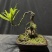 迷你罗汉松#让绿植点亮生活的光#花卉绿植#三农