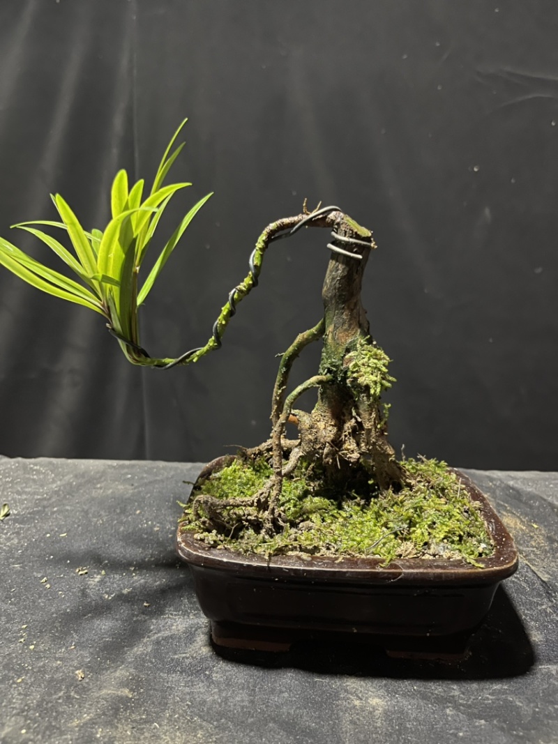 迷你罗汉松#让绿植点亮生活的光#花卉绿植#三农