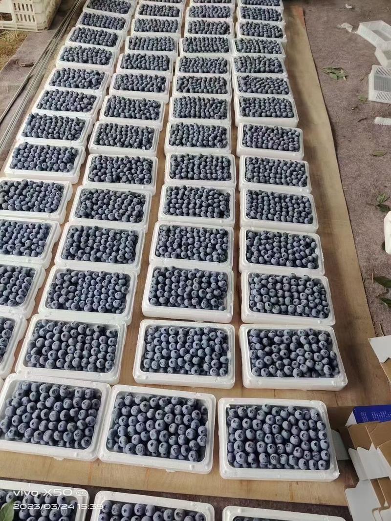 青岛蓝莓绿宝石莱克西f6l25蓝丰蓝莓大量有货品质保证