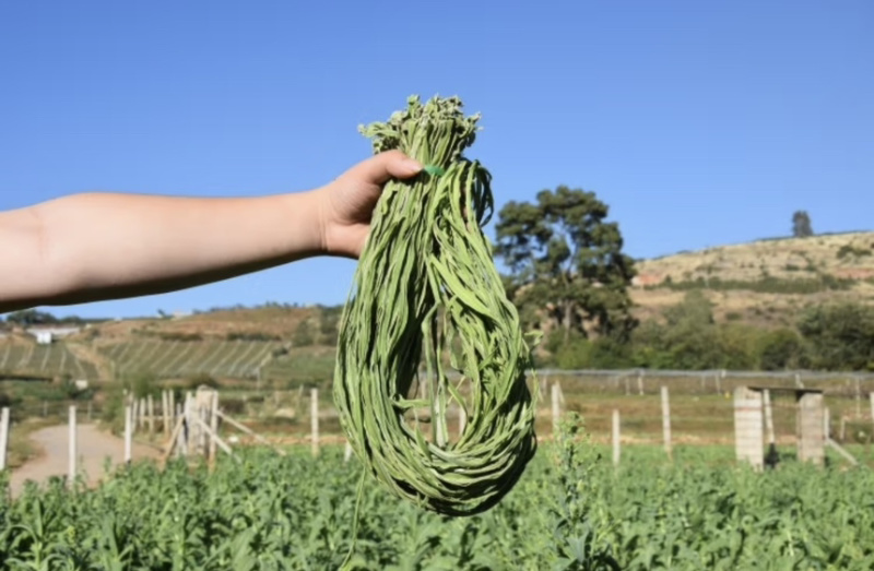 【品质推荐】云南贡菜干响菜苔干基地直发脱水蔬菜