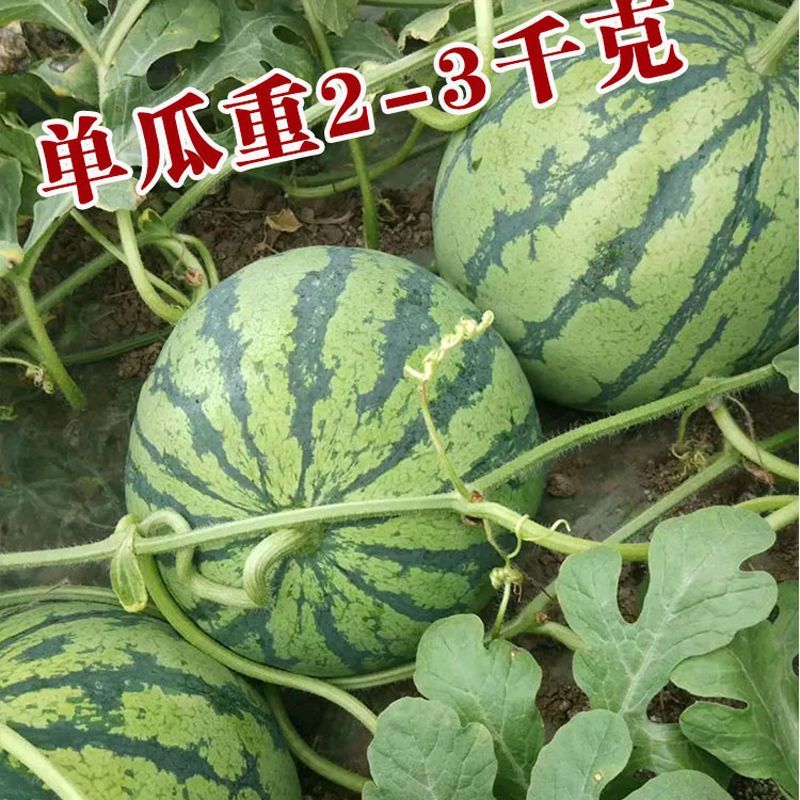 冰激淋黄瓤西瓜种子早熟高圆形礼品小西瓜种籽果肉酥脆薄皮