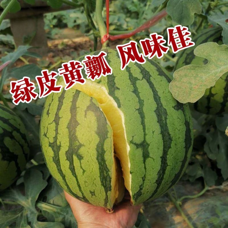 冰激淋黄瓤西瓜种子早熟高圆形礼品小西瓜种籽果肉酥脆薄皮