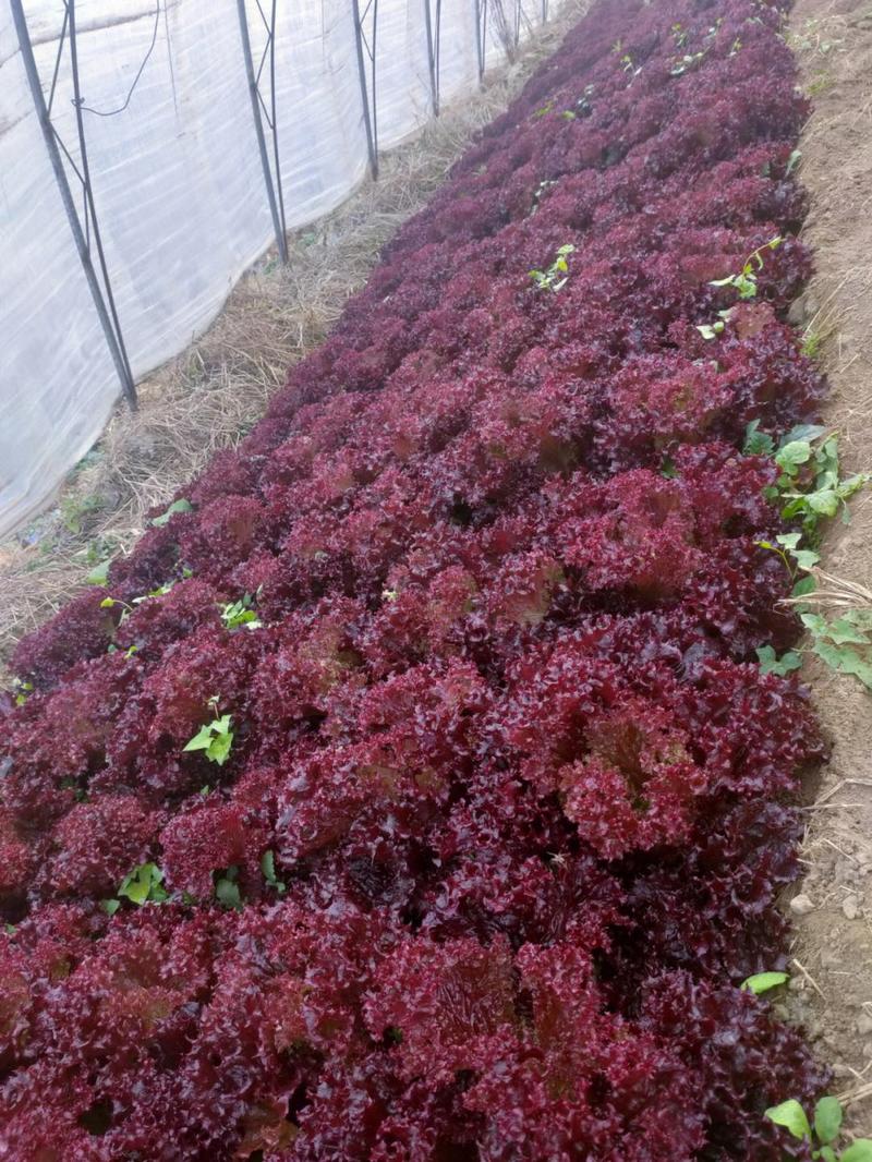 紫叶生菜种子有机沙拉菜种子四季种植耐寒热庭院大田蔬菜种子