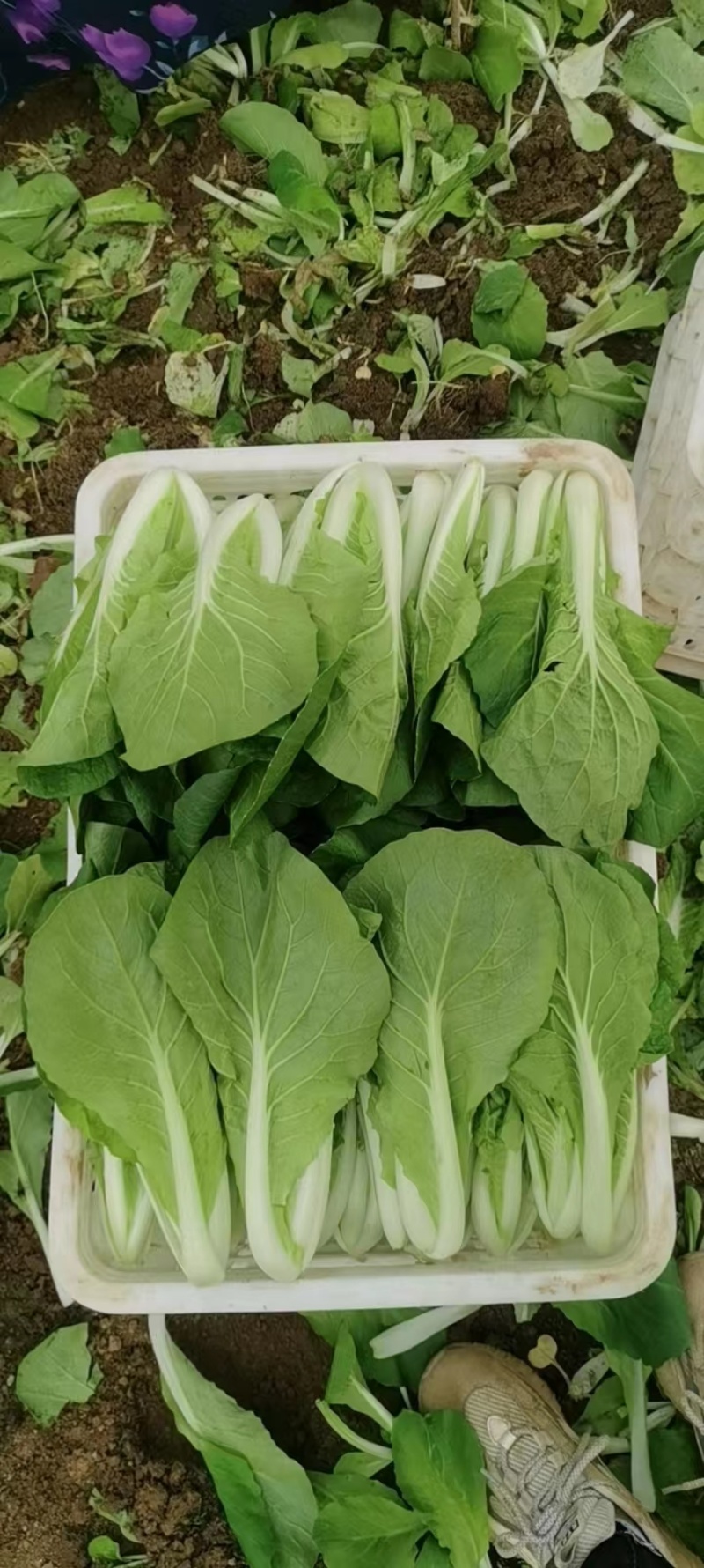 山东优质快菜精品直供欢迎电话联系