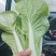 山东优质快菜精品直供欢迎电话联系