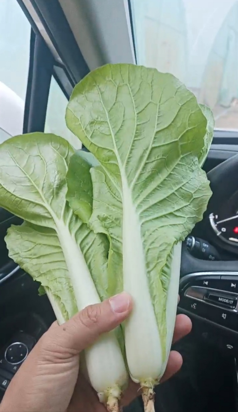 山东优质快菜精品直供欢迎电话联系