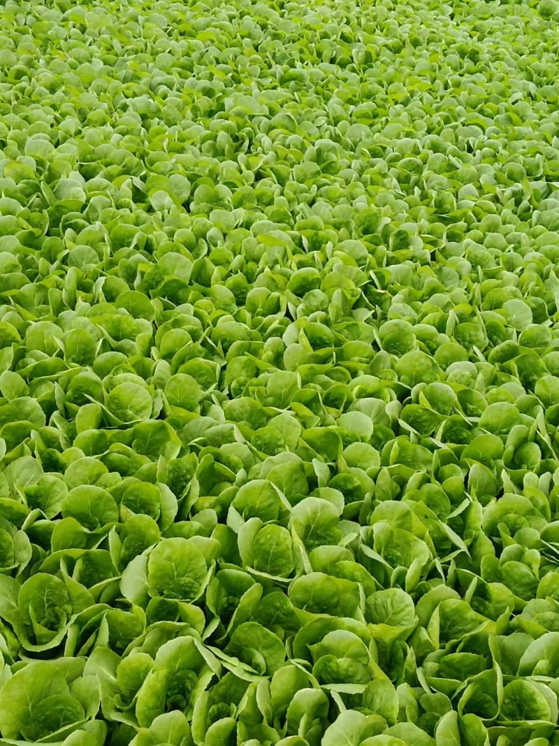 山东优质快菜精品直供欢迎电话联系