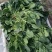 新鲜菠菜上市中