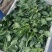 新鲜菠菜上市中