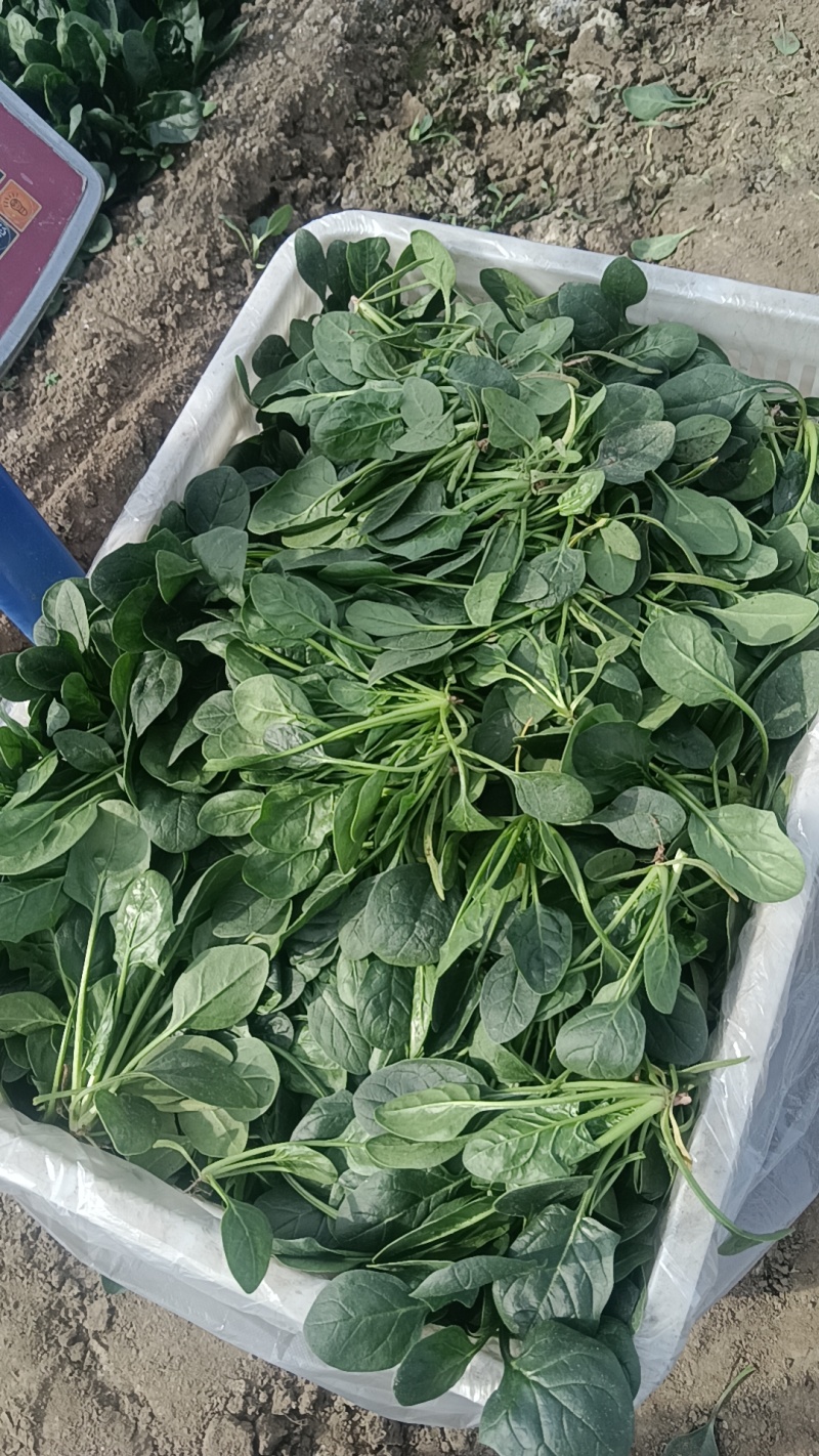 新鲜菠菜上市中