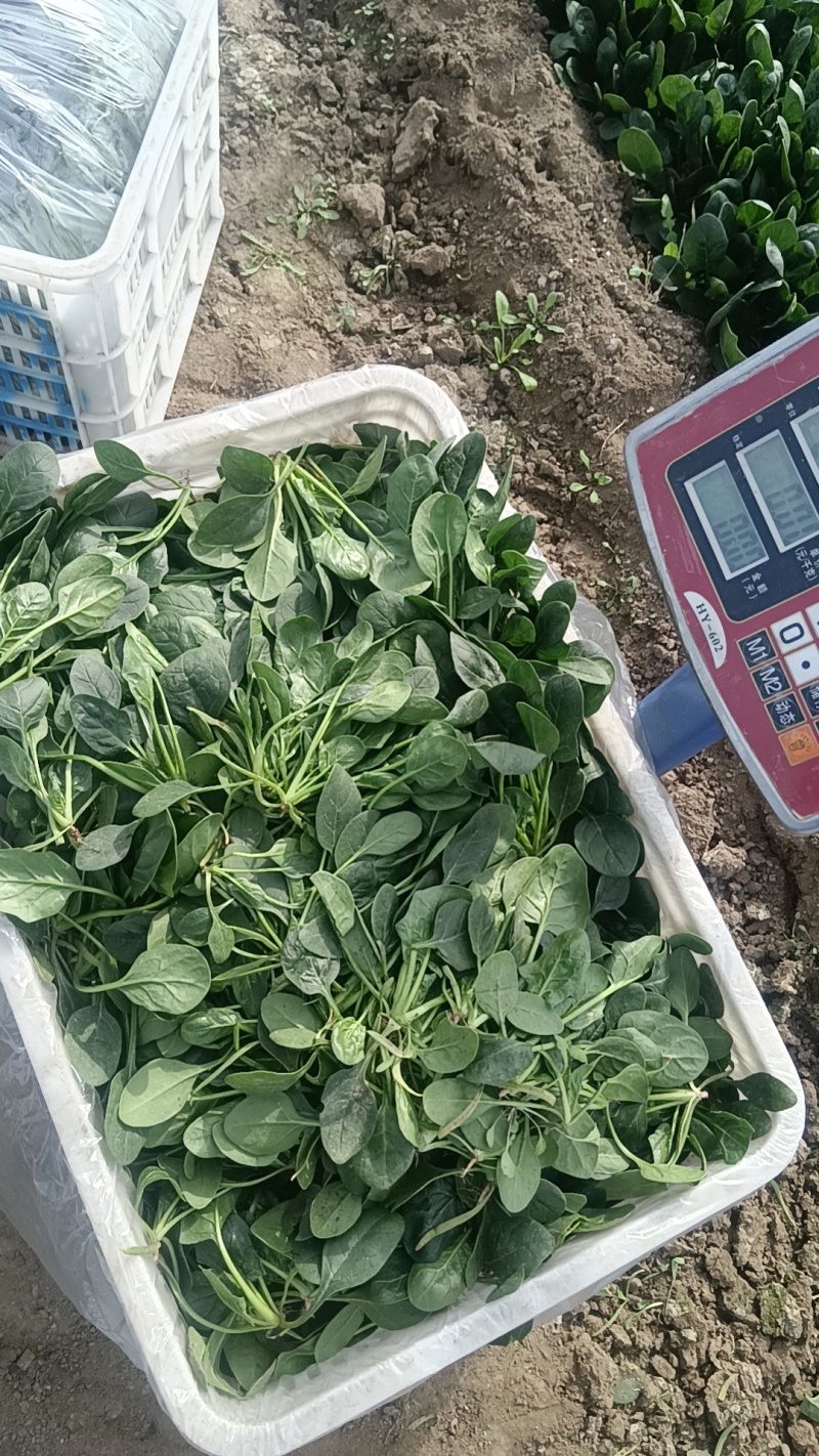 新鲜菠菜上市中