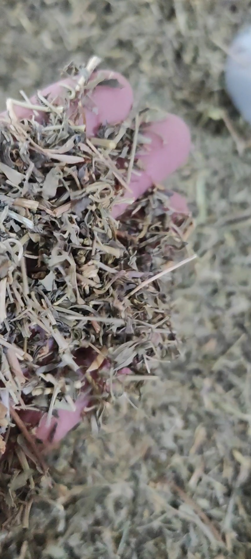 透骨草干货常年经营各种中药材