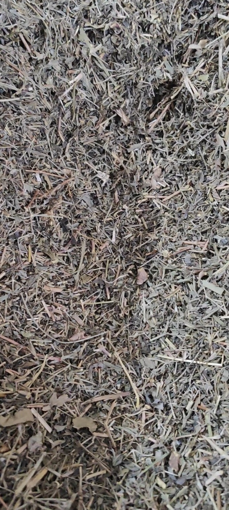 透骨草干货常年经营各种中药材